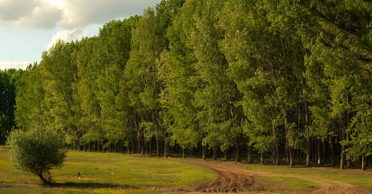 Poplar farming