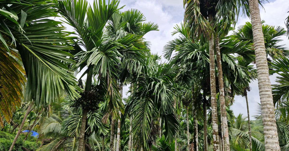 Premium Arecanut farming
