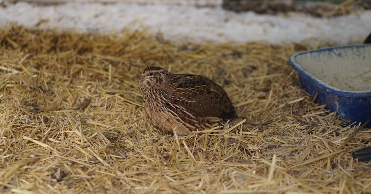 Quail Farming (Coturnix) farming