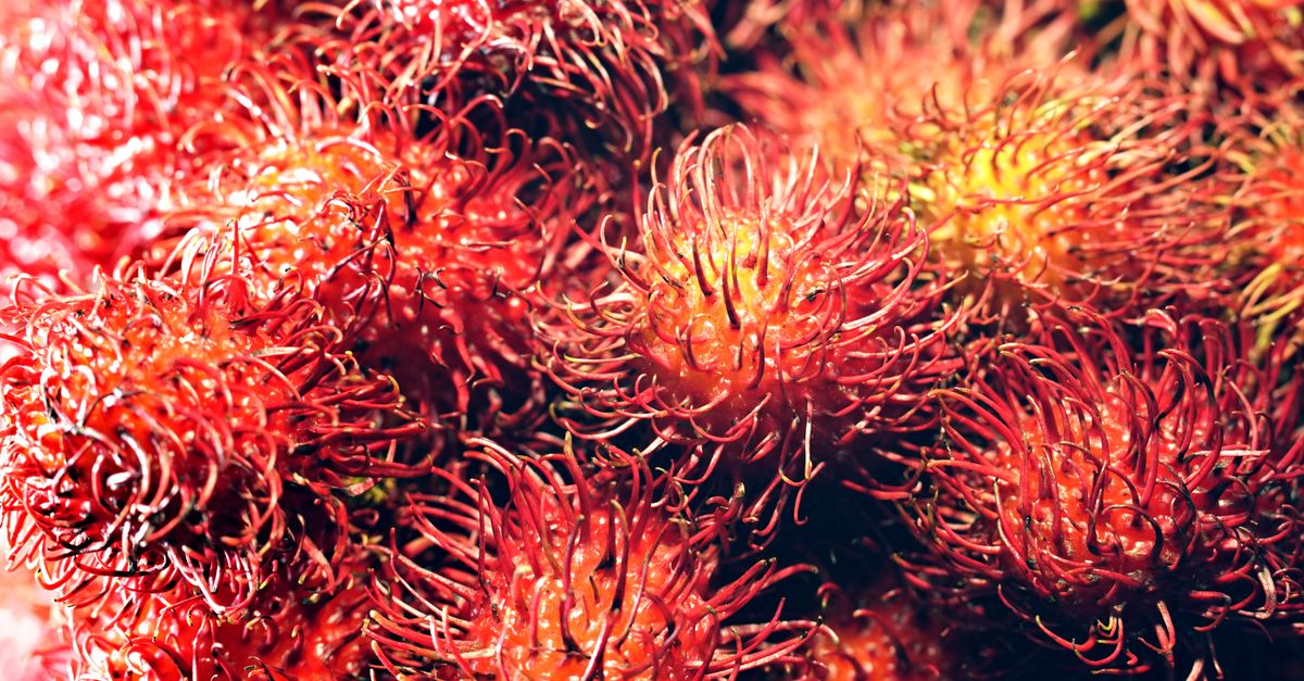 Rambutan farming