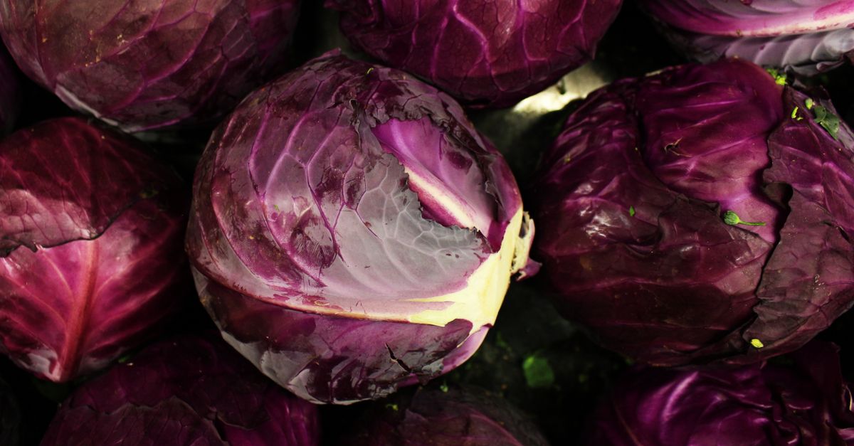 Red Cabbage farming