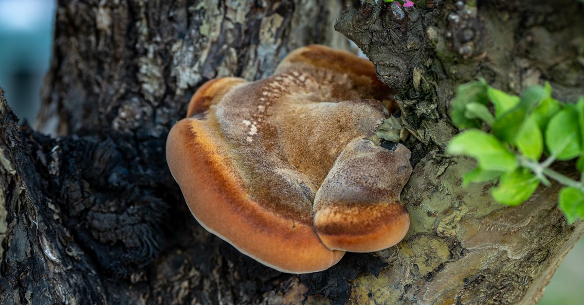 Reishi (Ganoderma) Mushroom farming