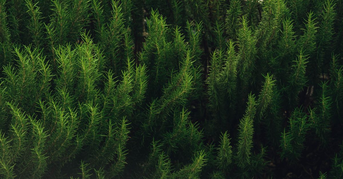 Rosemary farming