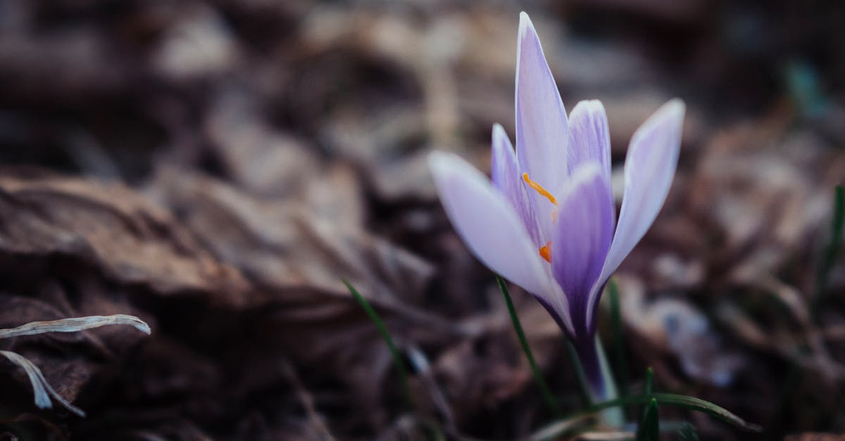 Saffron (Kesar) farming