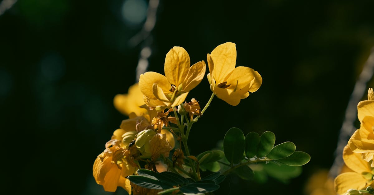 Senna farming