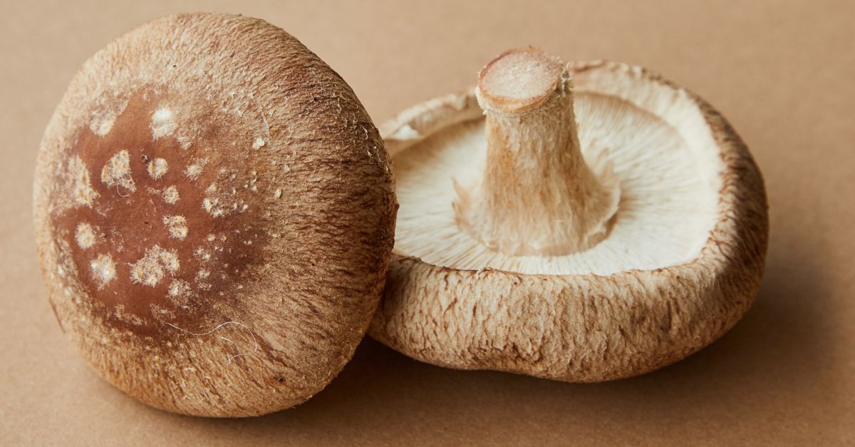 Shiitake Mushroom farming