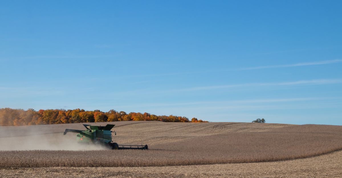 Soybean and Soybean Meal