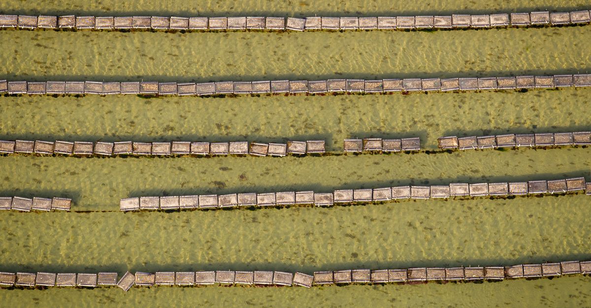 Spirulina and Algae Farming farming