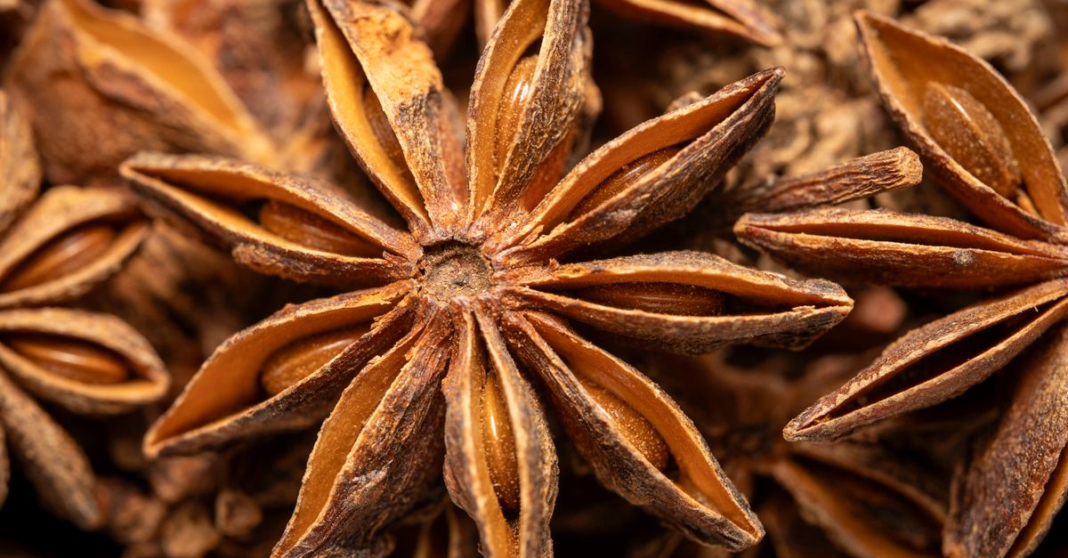 Star Anise farming