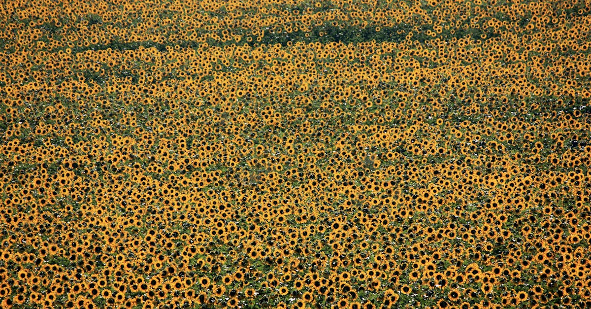 Sunflower Seed and Kernel