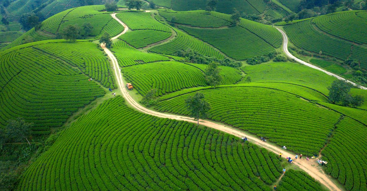 Tea (Black / Green / Specialty)