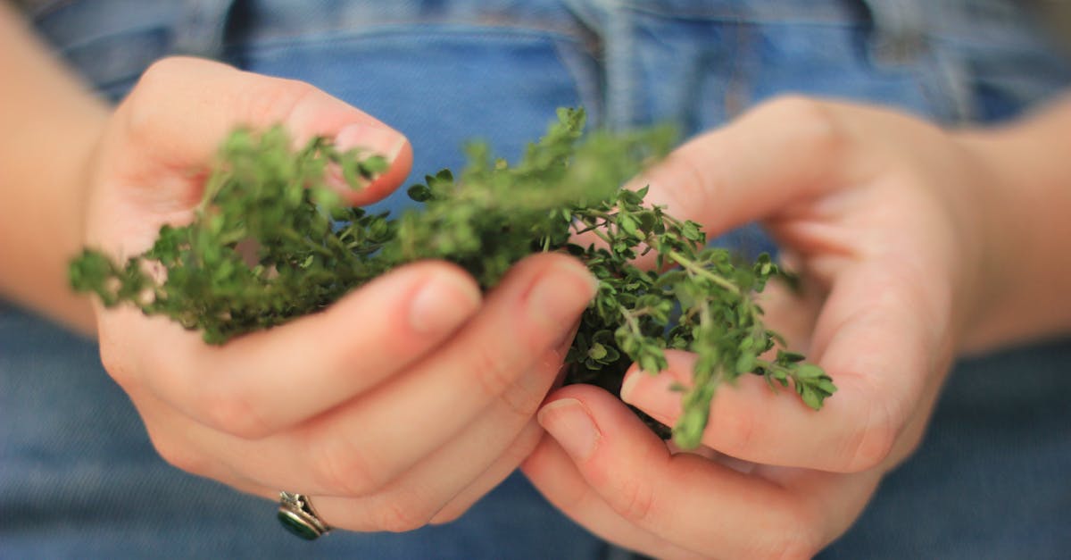 Thyme farming