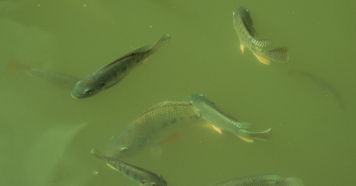 Tilapia Farming farming