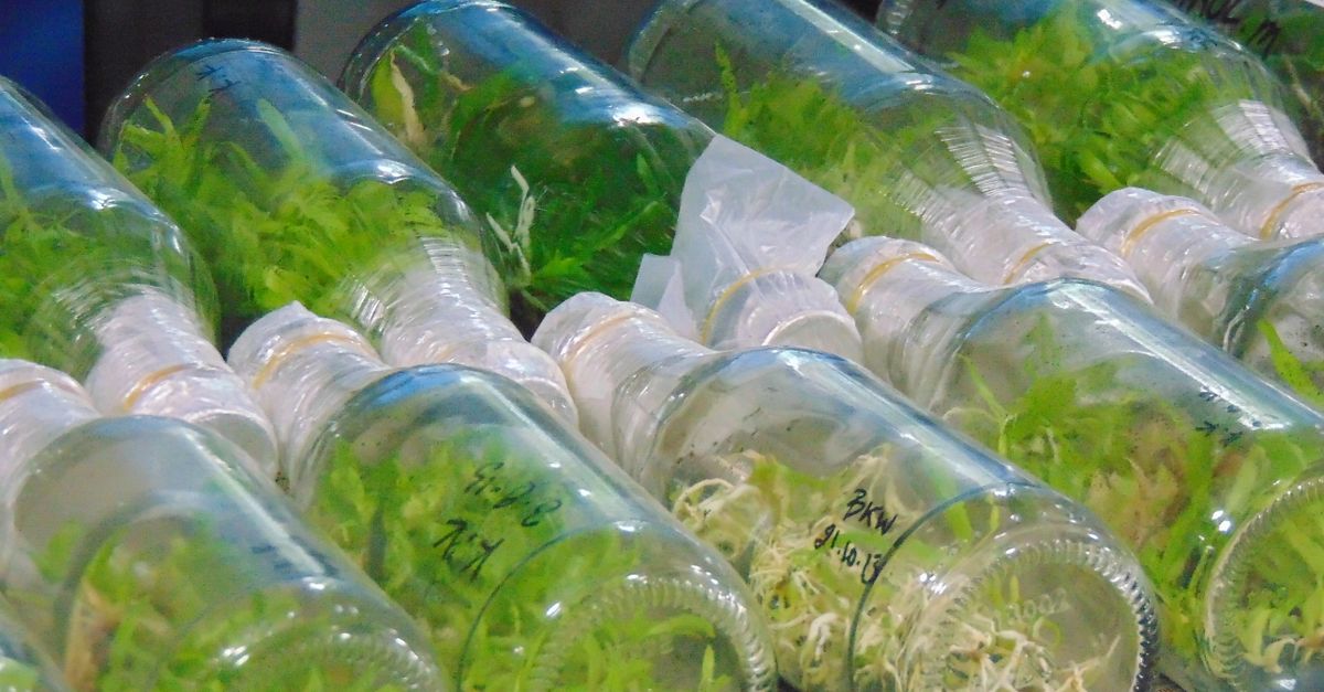 Plant Tissue Culture Lab farming