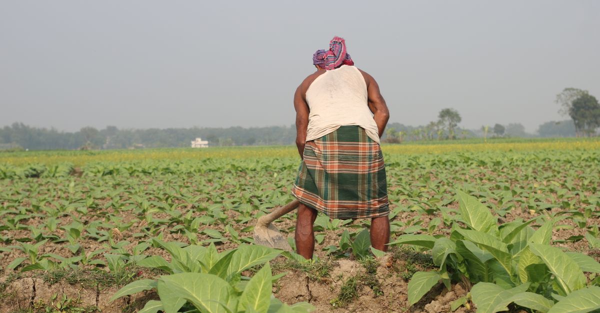 Tobacco (Unmanufactured)