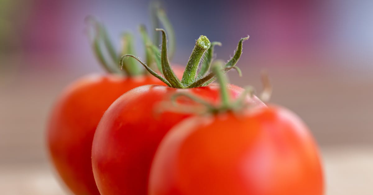 Tomato (fresh)
