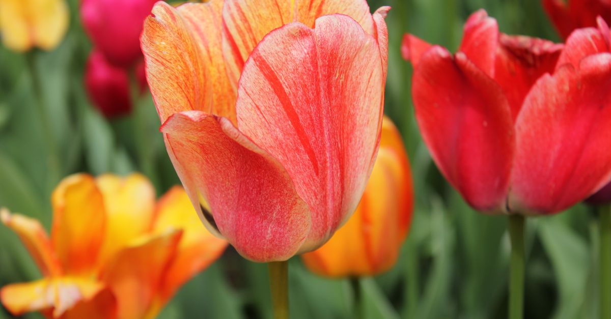 Tulip farming
