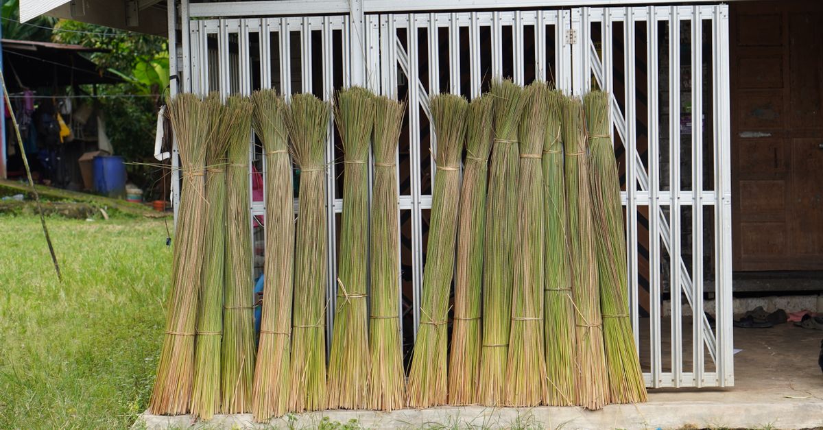 Vetiver (Khus) farming