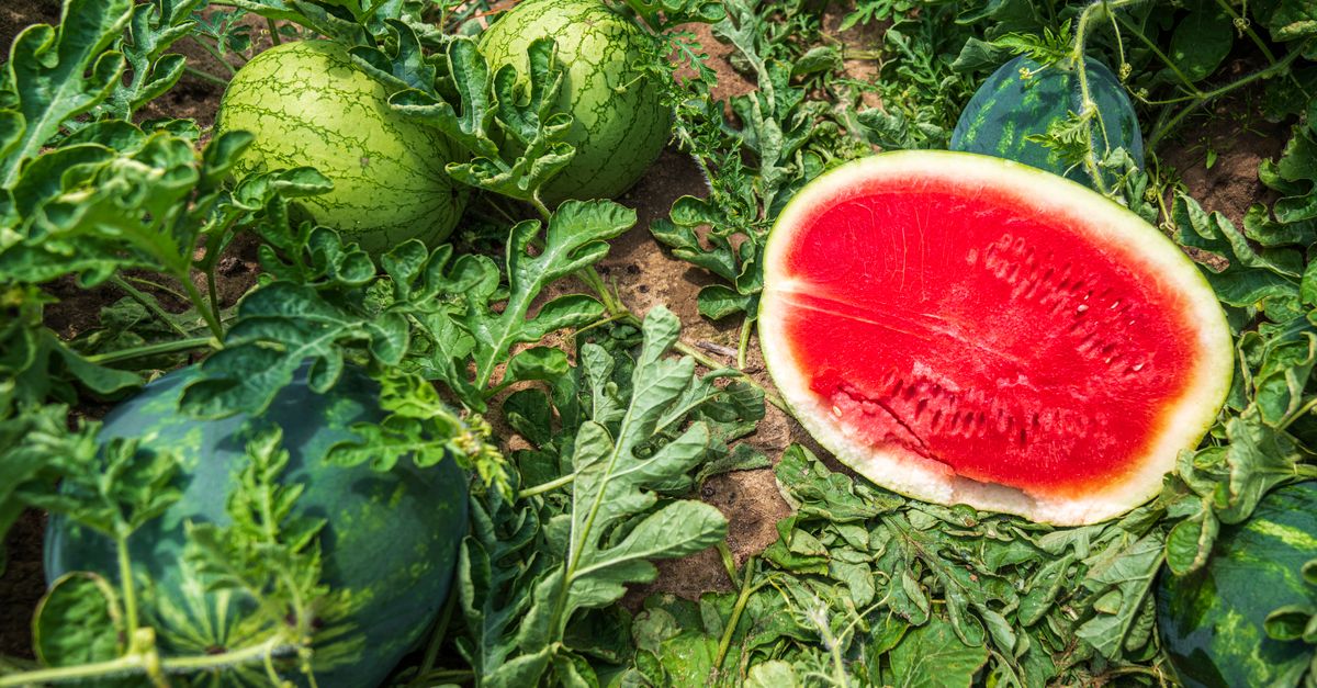 Watermelon
