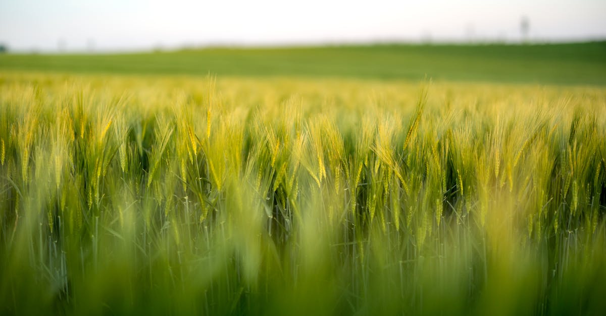 Wheat