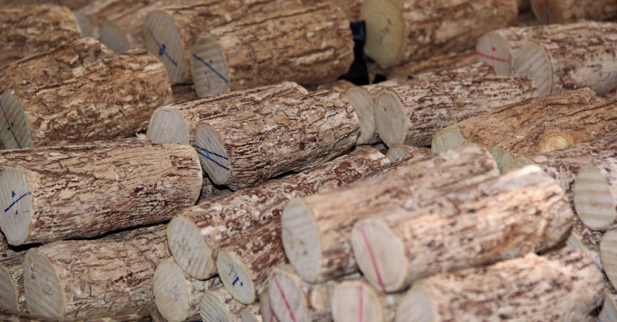 White Sandalwood farming