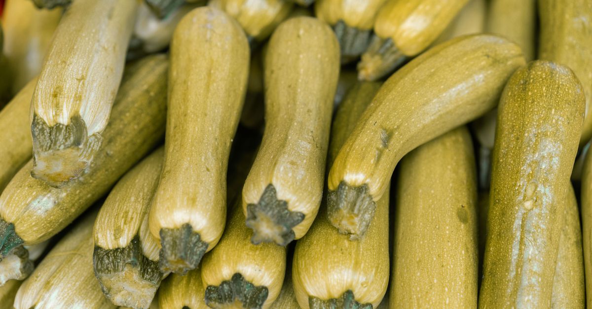 Zucchini farming
