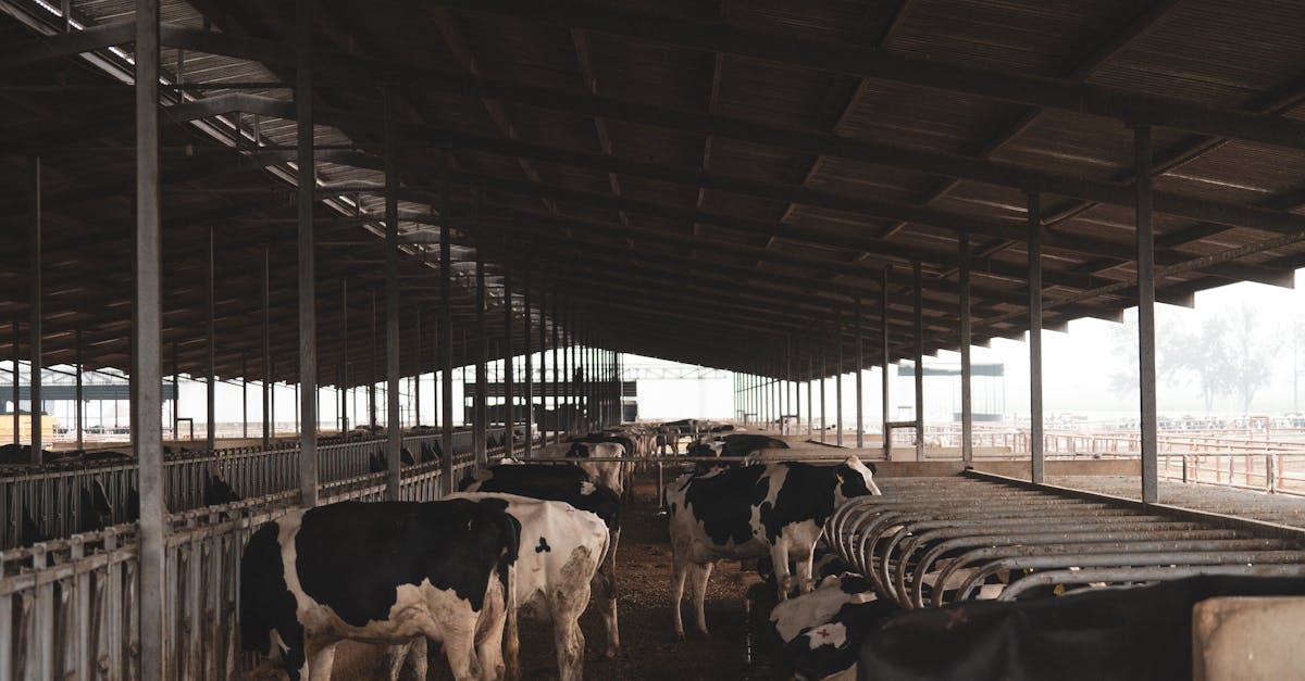Dairy cattle on an Indian farm producing milk for daily income