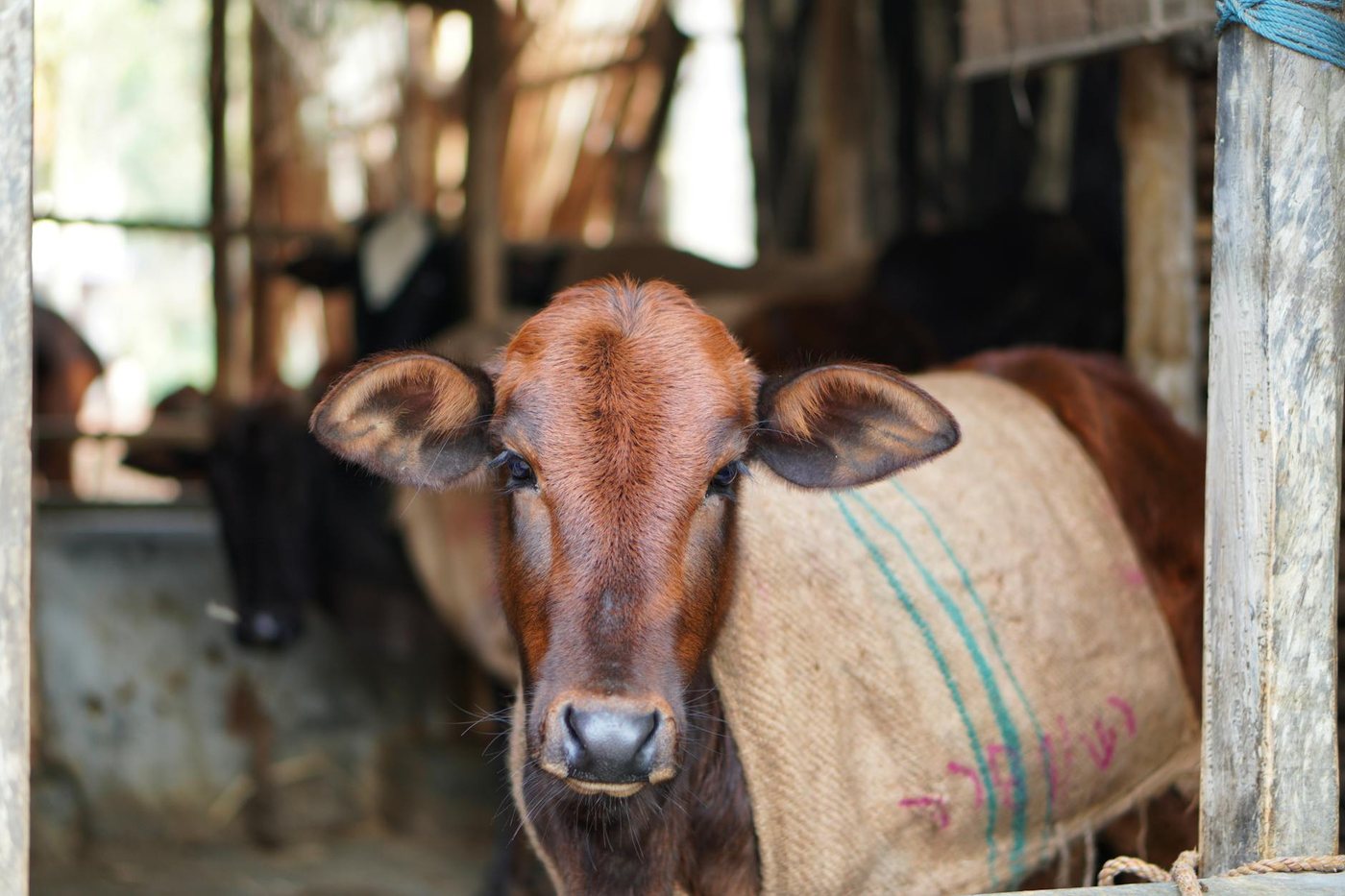 A close-up view of a young brown cow with a burlap
