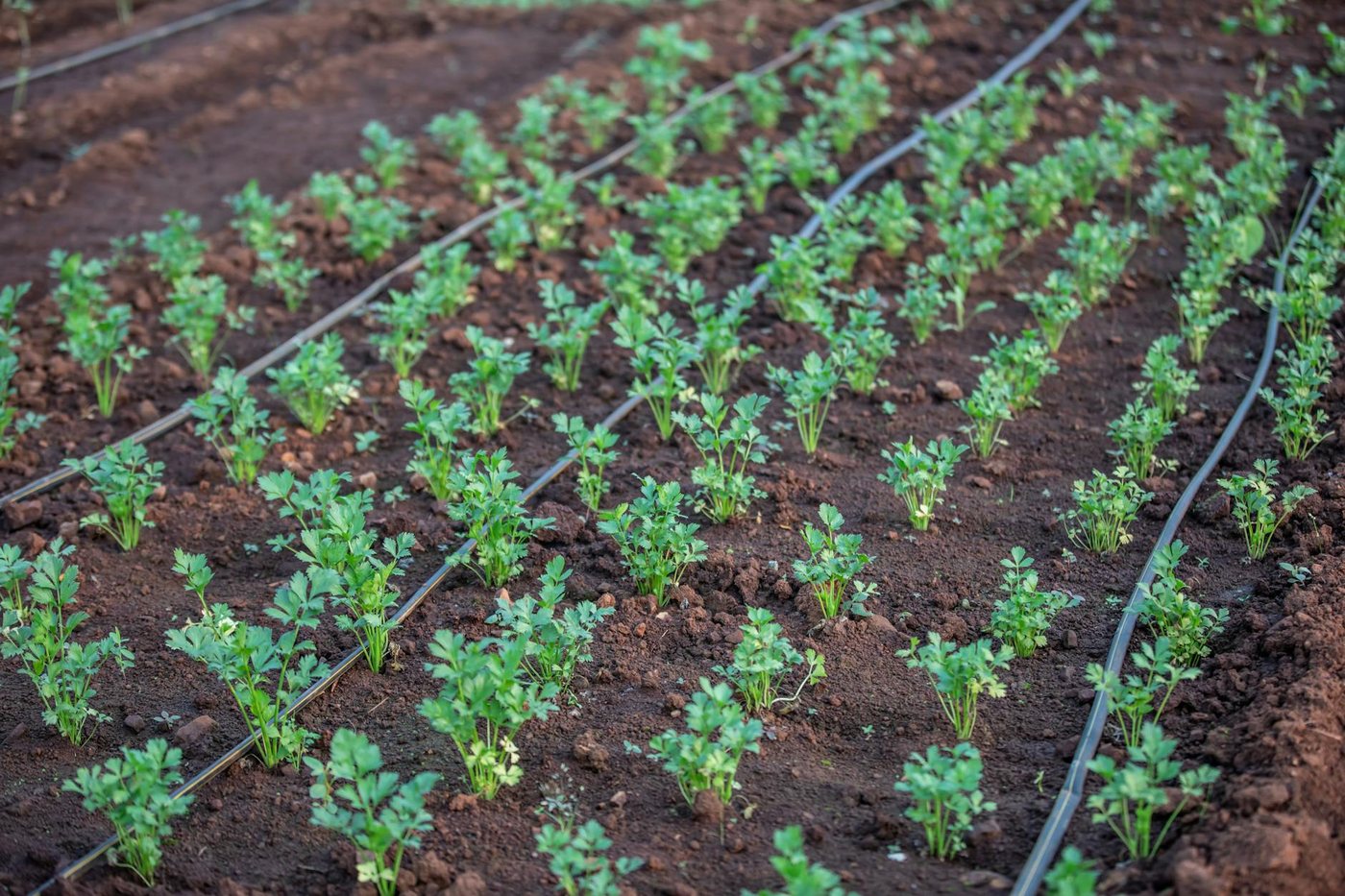 Young vegetable plants growing with drip irrigatio