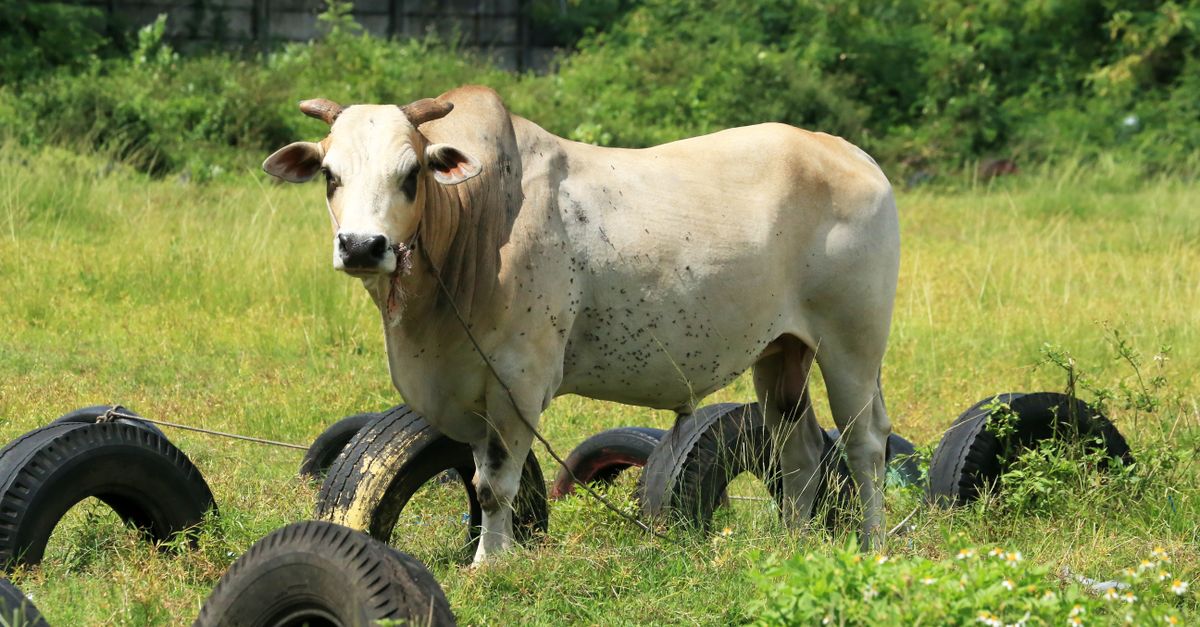 Farmyard manure - the organic side of an integrated fertilizer plan