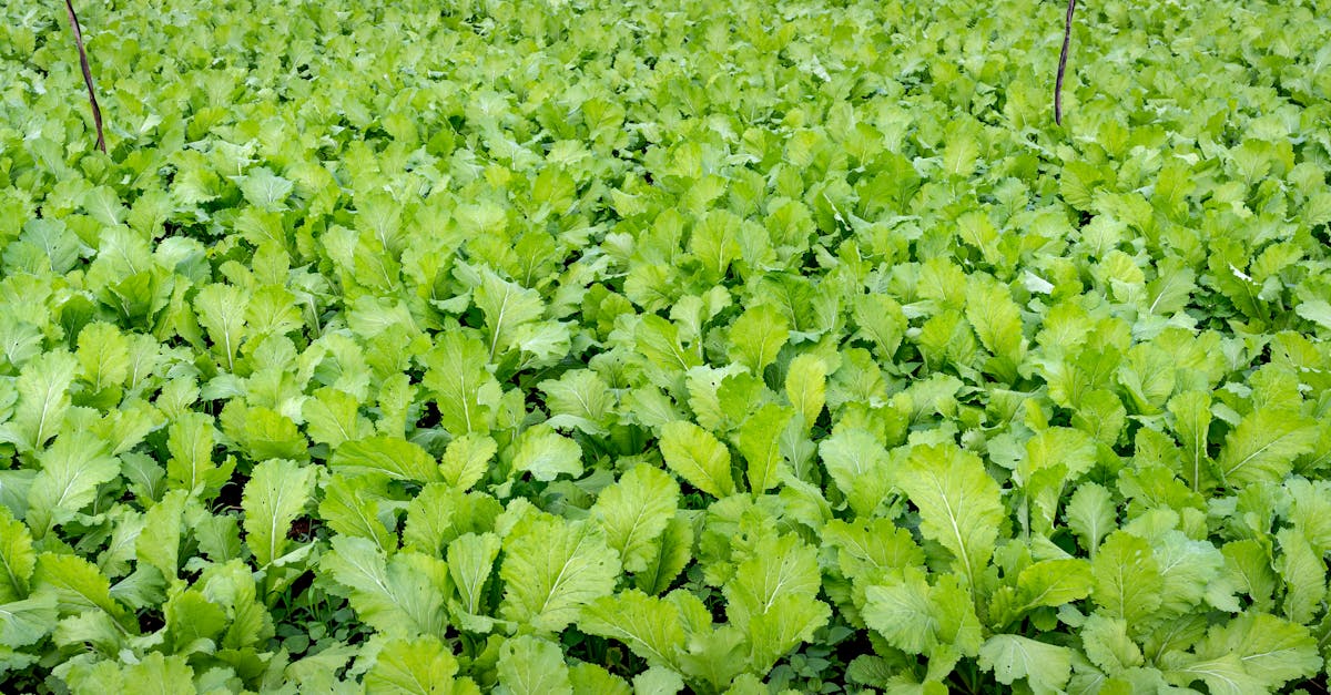 Green manure crop grown to enrich the soil with nitrogen and organic matter