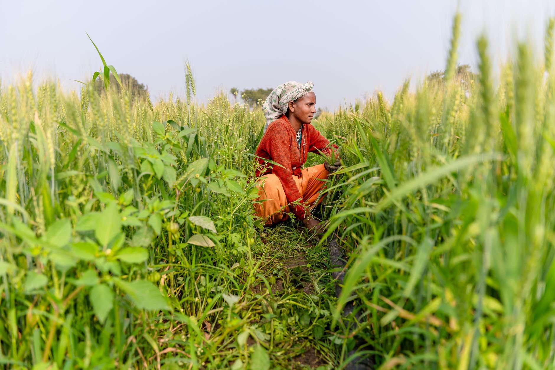 A dedicated Indian farmer tends to a lush green wh