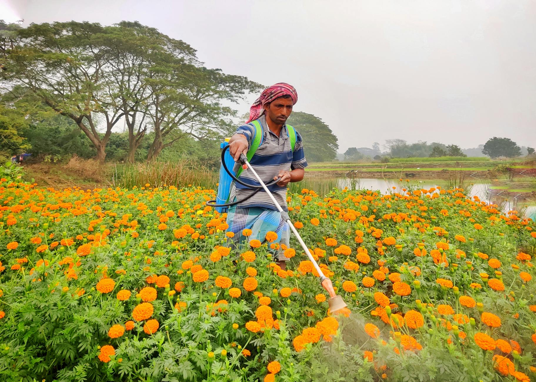 A farmer tending vibrant marigold flowers