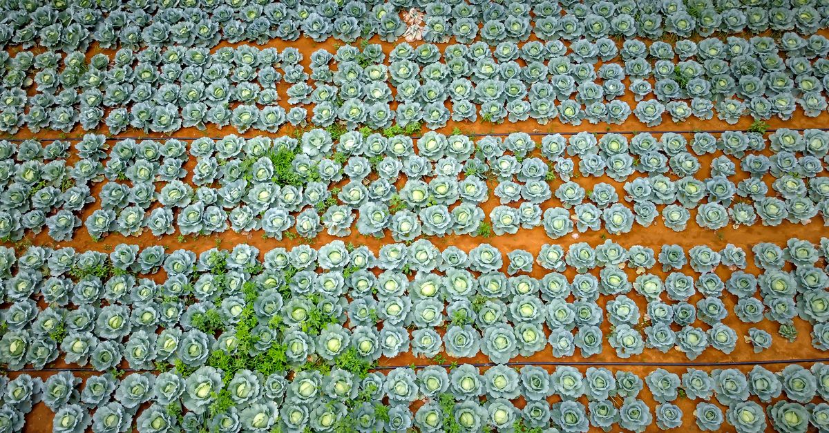 Organic farming field nourished with organic fertilizer in India