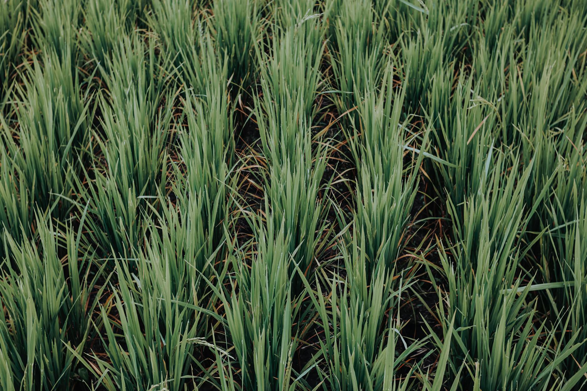 Lush rows of green rice plants