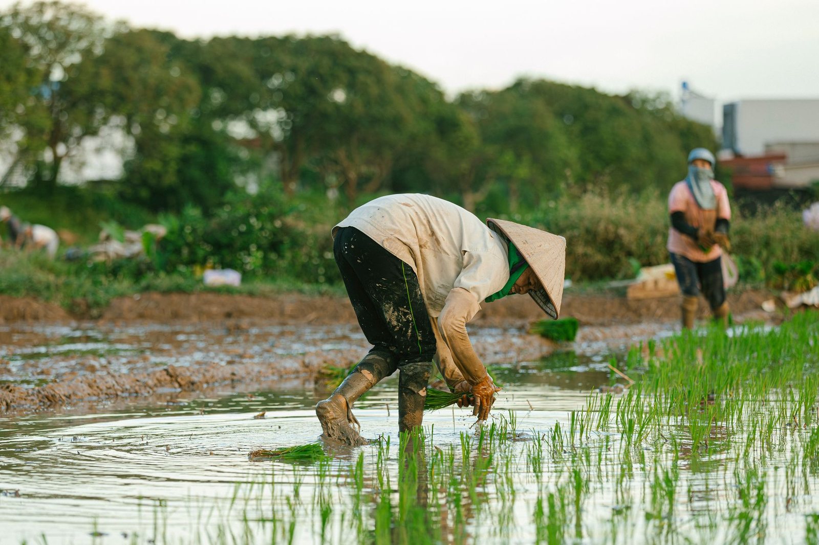 Farmers working in flooded rice fields with conica