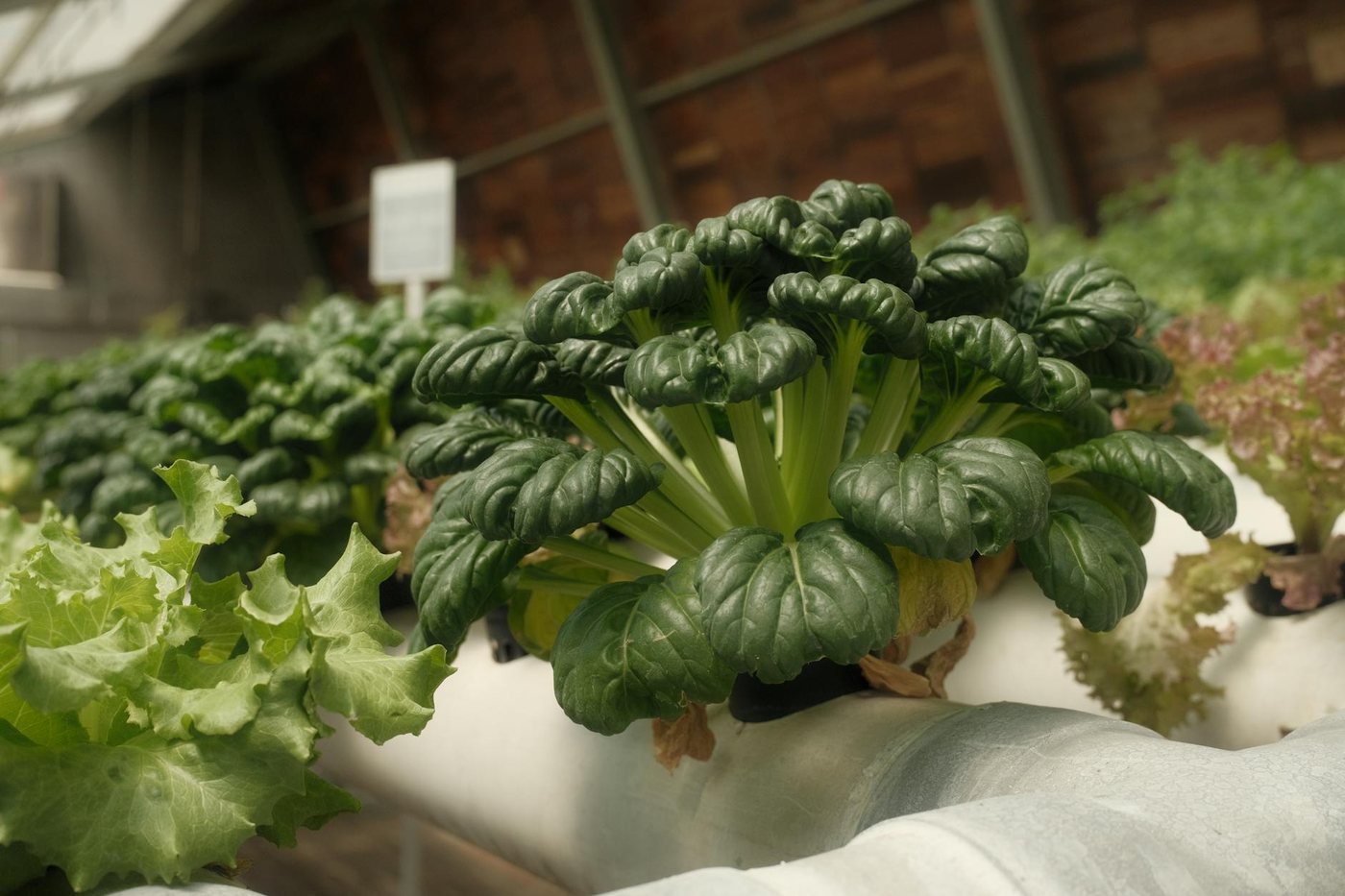 Vibrant green leafy vegetables thriving in an indo