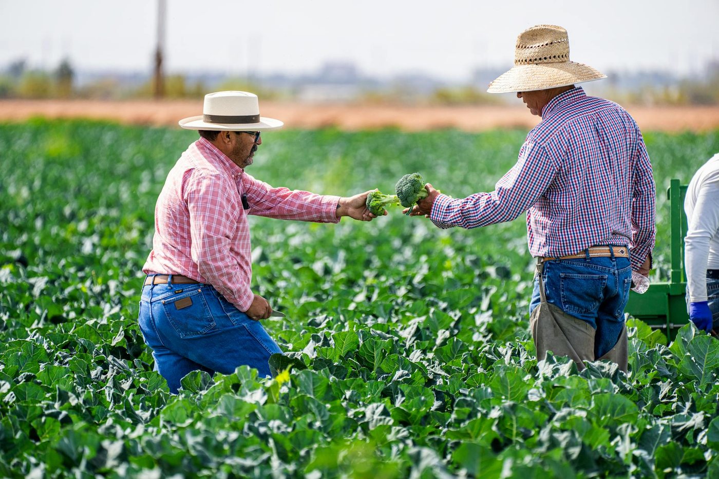 Two farmers in hats examine broccoli in a lush green field on a sunny day.