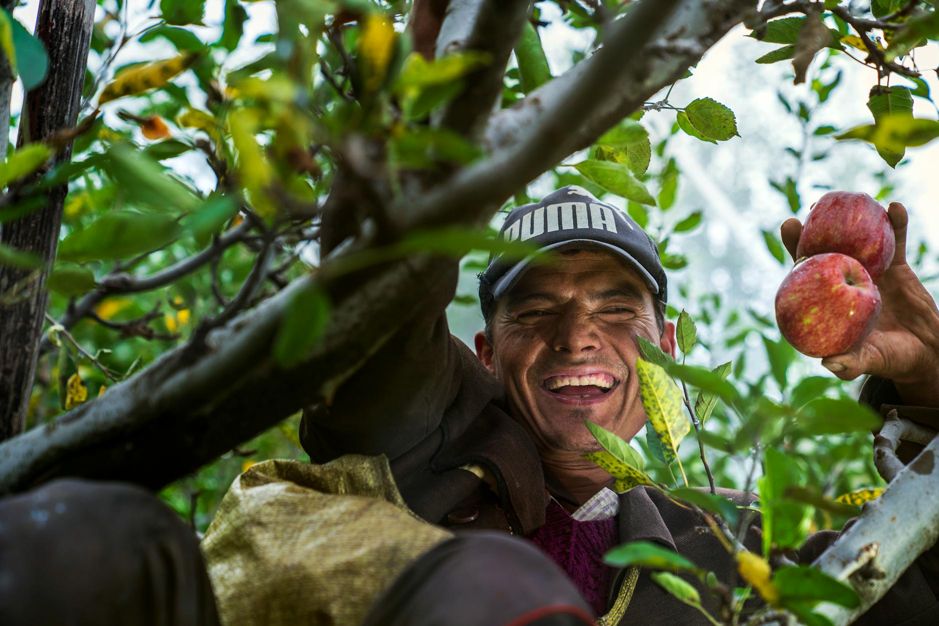 Smiling man harvesting apples in an orchard in India