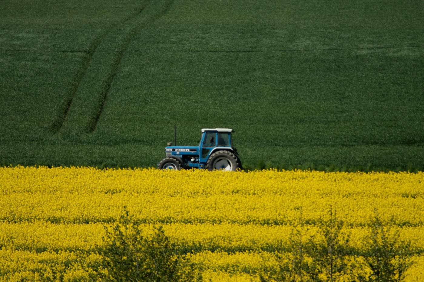 A blue tractor working through a vibrant yellow ca