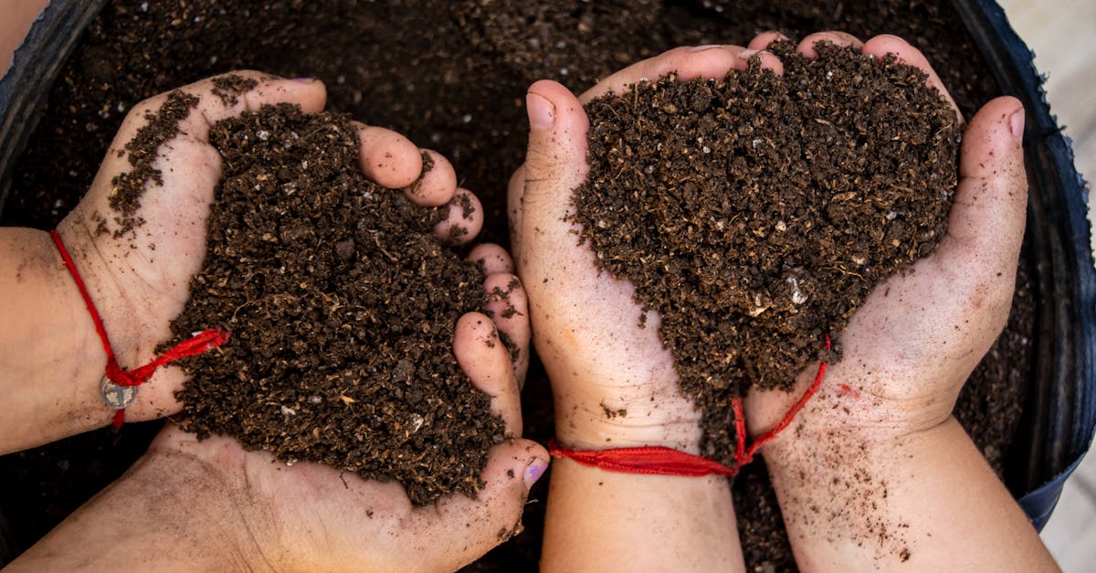 Vermicompost produced by earthworms - a nutrient-rich organic fertilizer