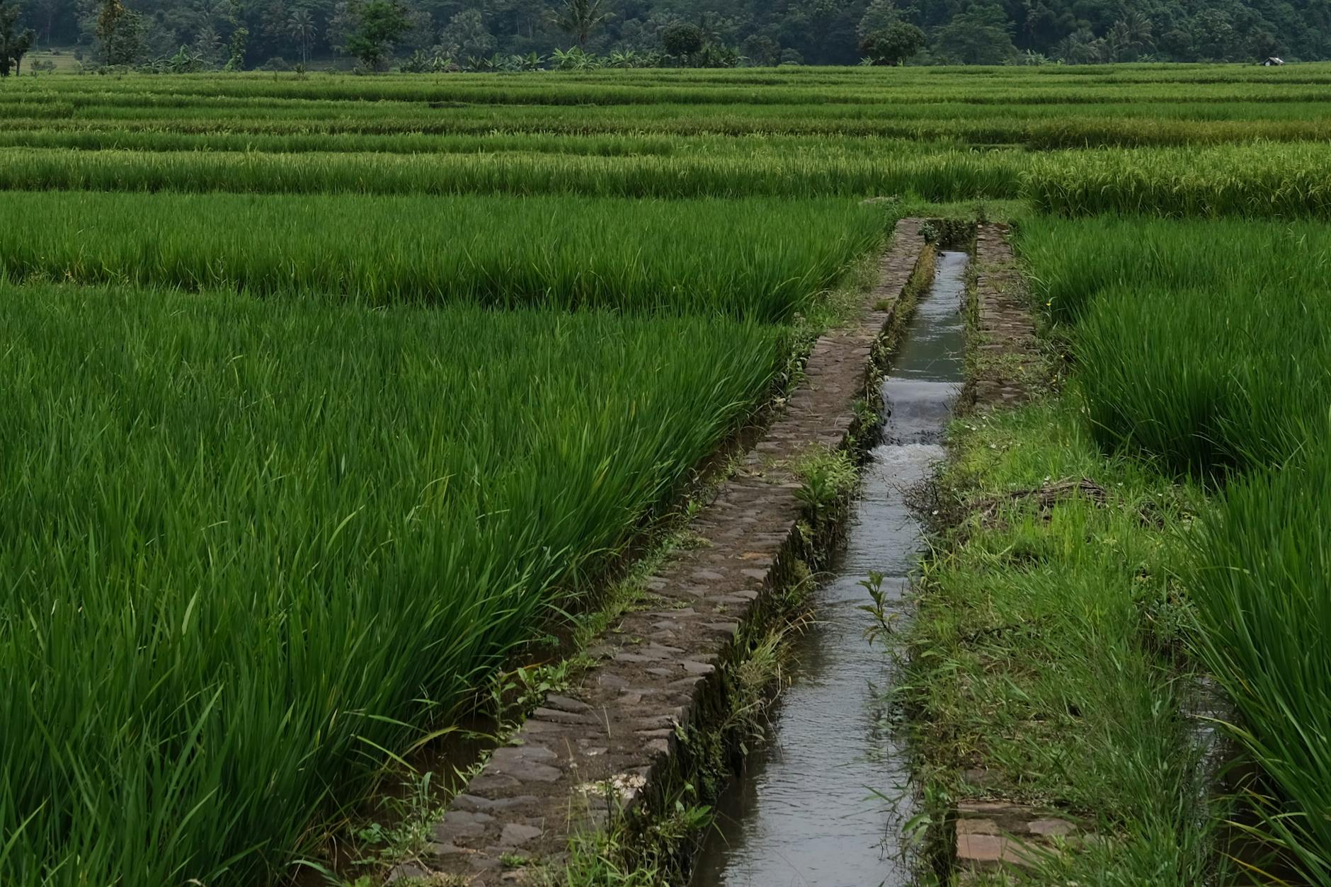 Rice paddy field with an irrigation canal
