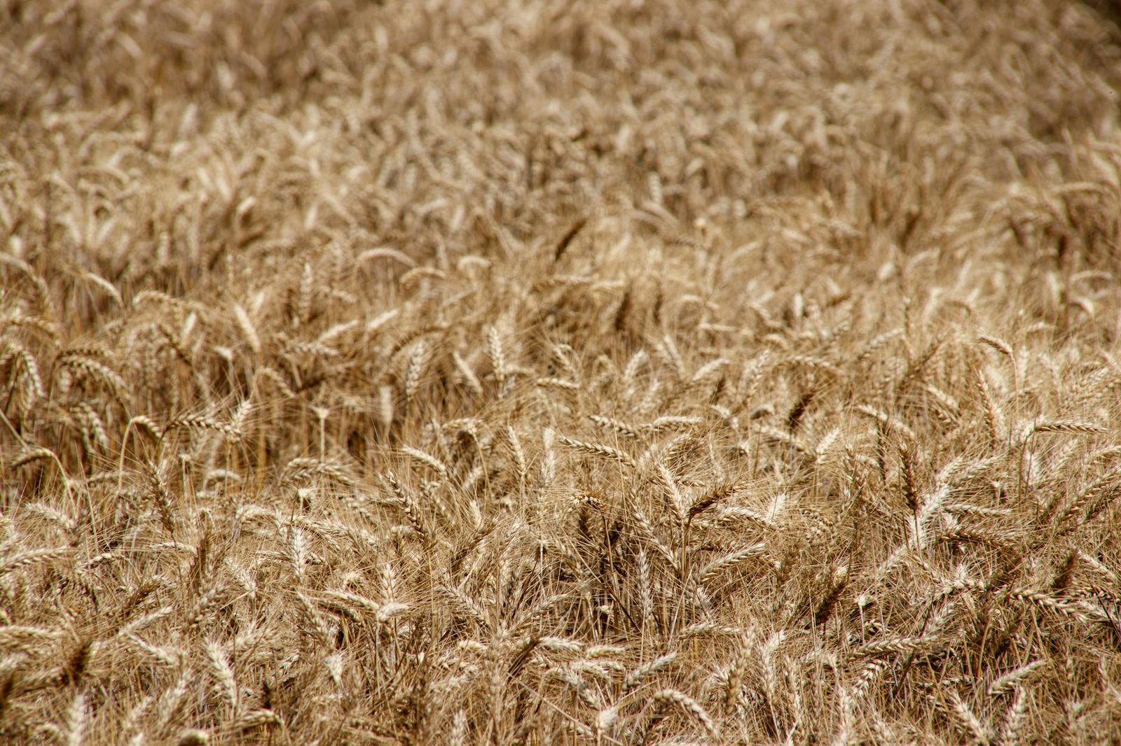 A vibrant field of golden wheat basking in the sum